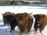 Highlander im Schnee - 
