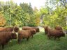 Auf der Weide - 