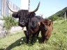 Julia mit Nero - 