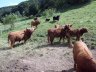 Weide mit natürlichen Schattenplätzen - 