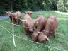 Unsere Aufzucht-Rinder - 