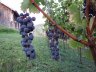 Trauben 2012 - 