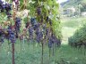 Mein Rebberg - 
