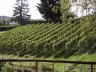 Mein Rebberg - 