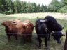 Wasserbüffel Carlos Leon und Quattro. - 
