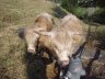 Neu Zuzügler Delphine und Wespe aus Goldiwil BE. - 